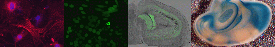 Molecular Toxicology & Neuroscience image