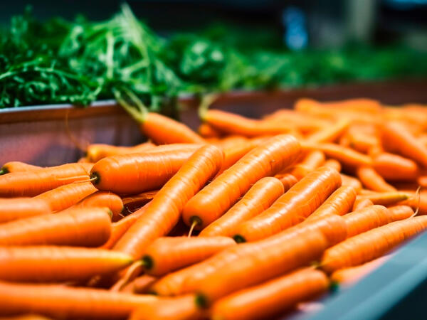 Carrots on a conveyor belt